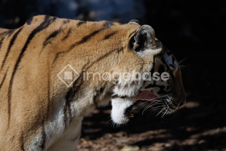 Majestic Tiger in Profile