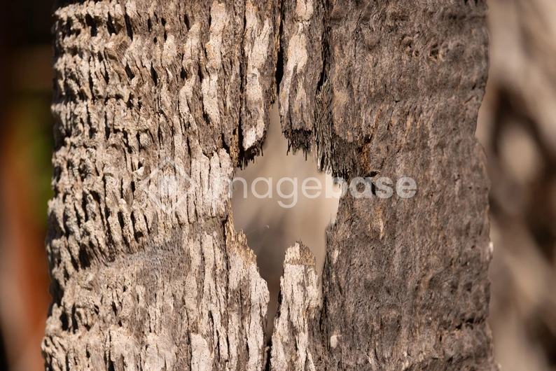 Textured Tree Bark