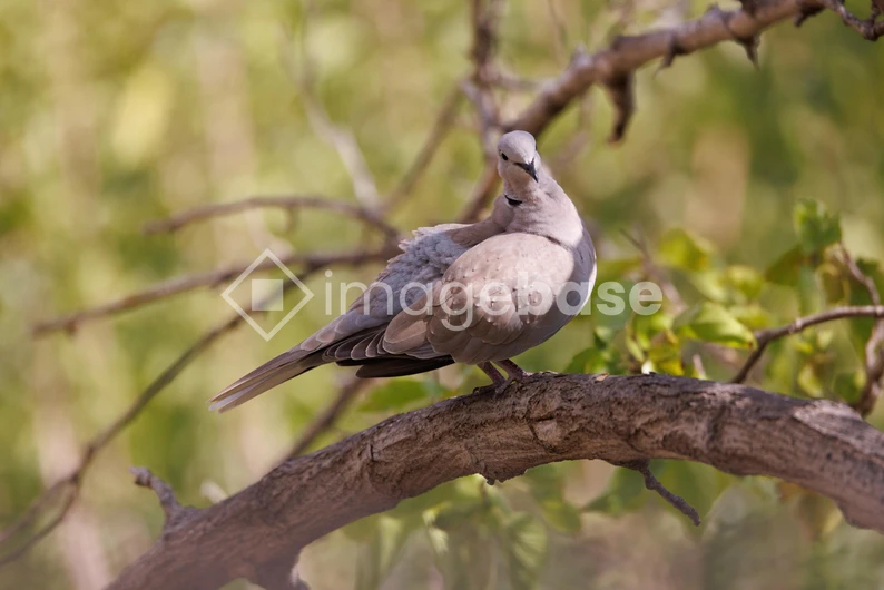 Dove on a Tree Branch