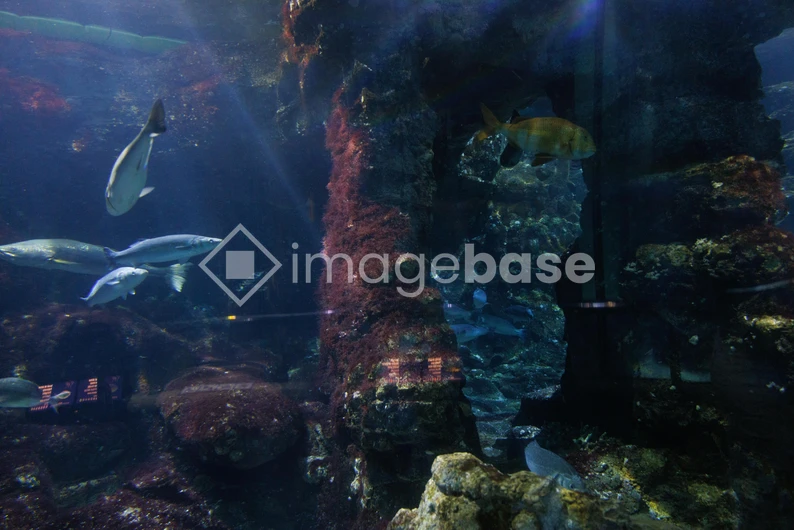 Underwater Aquarium Scene