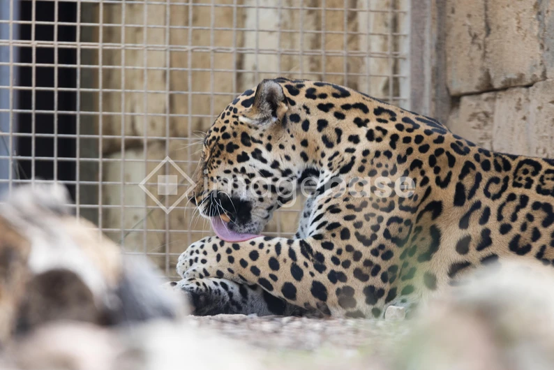 Leopard Resting