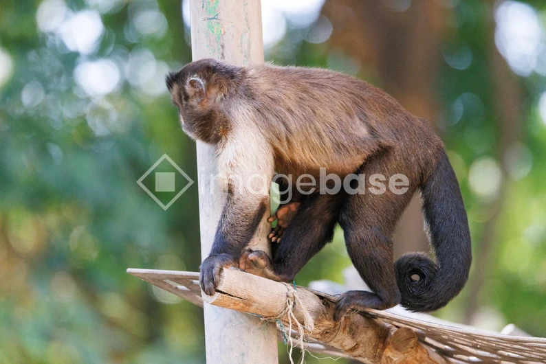 Monkey on a Branch
