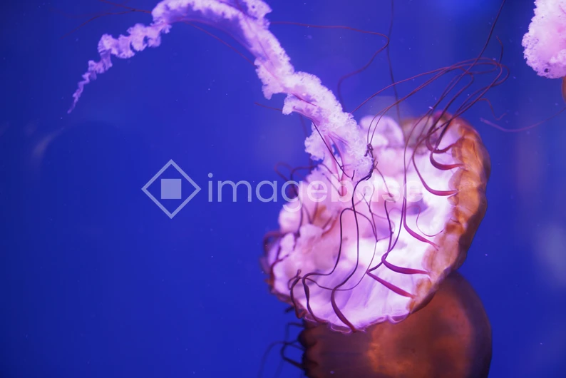 Jellyfish in Blue Waters