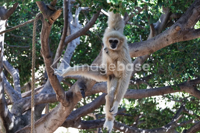 Gibbon Hanging in Trees