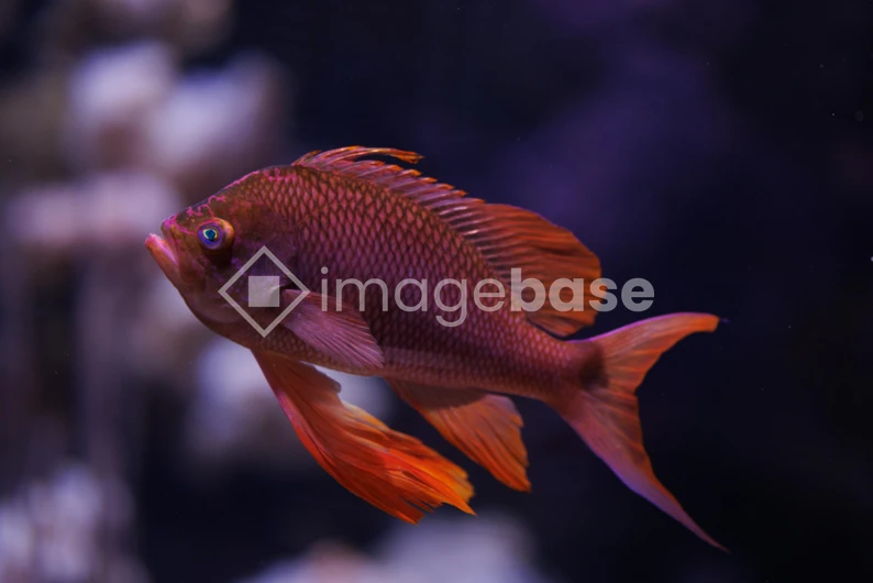 Vibrant Aquarium Fish