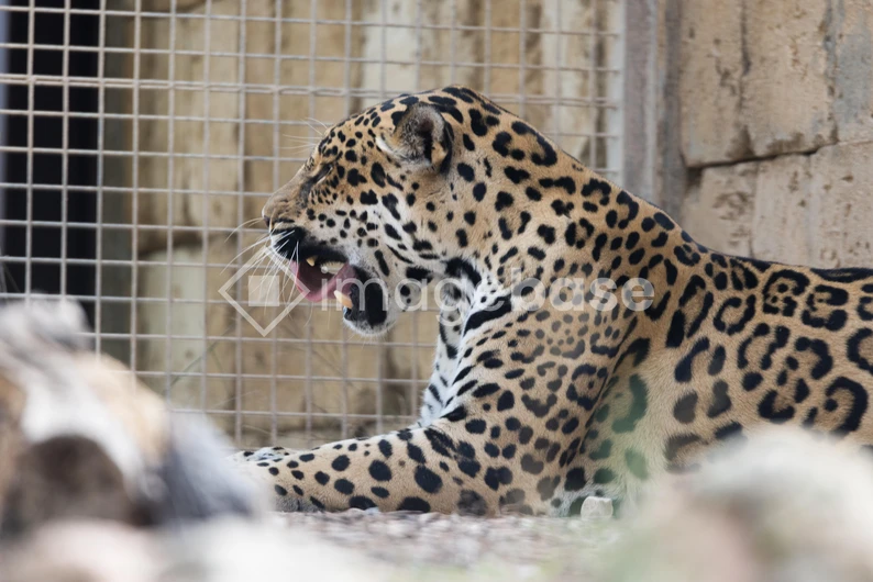 Jaguar in Captivity