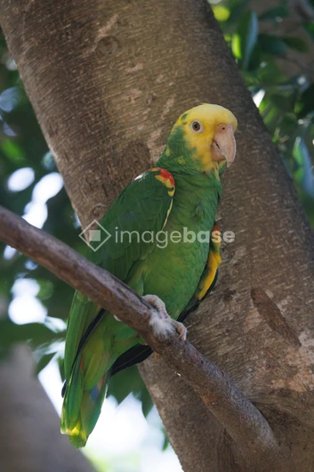 Parrot Perched on Tree