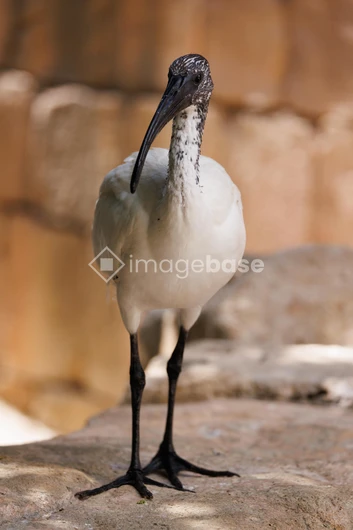 Majestic Bird on Stone