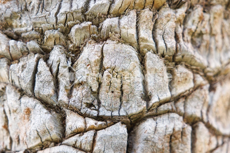 Textured Bark Surface