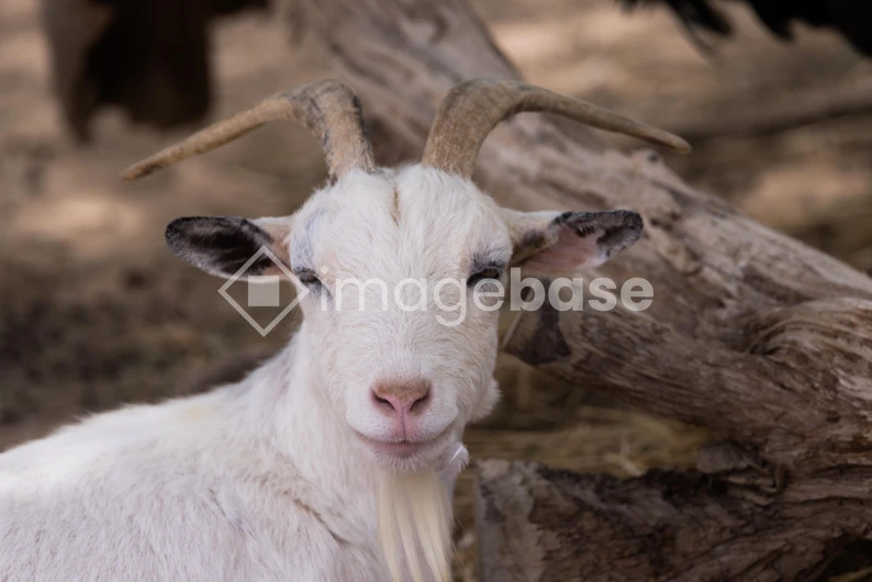 Friendly Goat in Natural Habitat