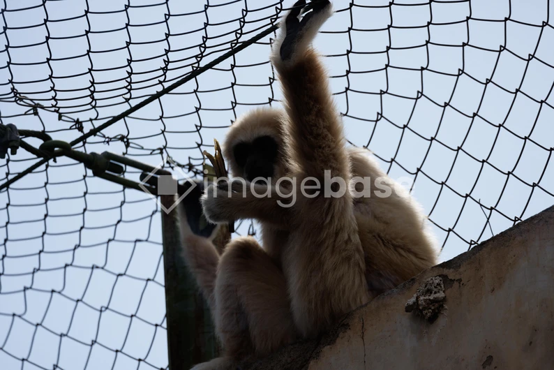 Monkey in Enclosure