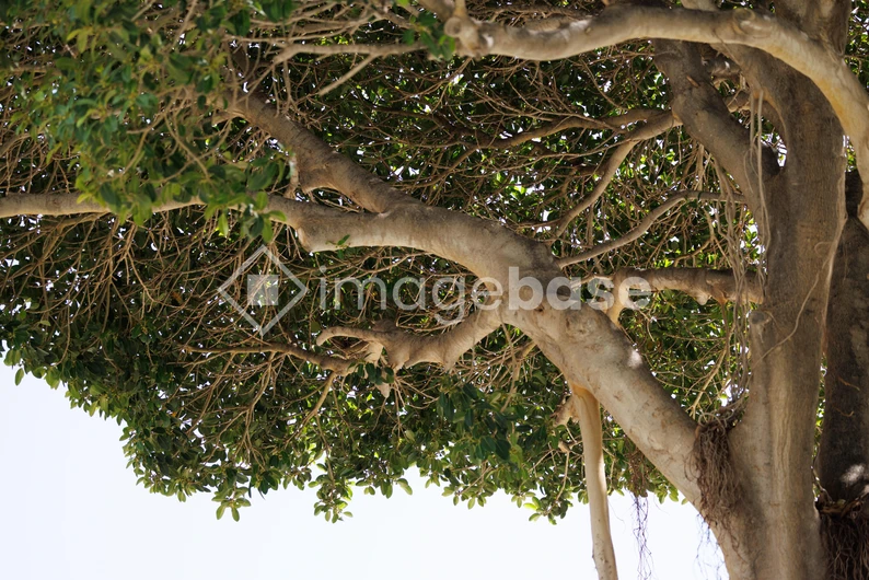 Lush Tree Canopy