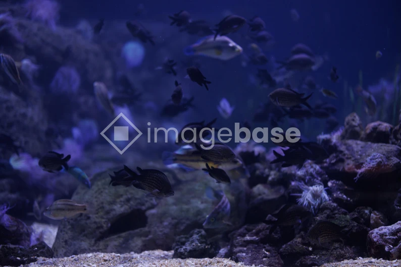 Underwater Marine Life
