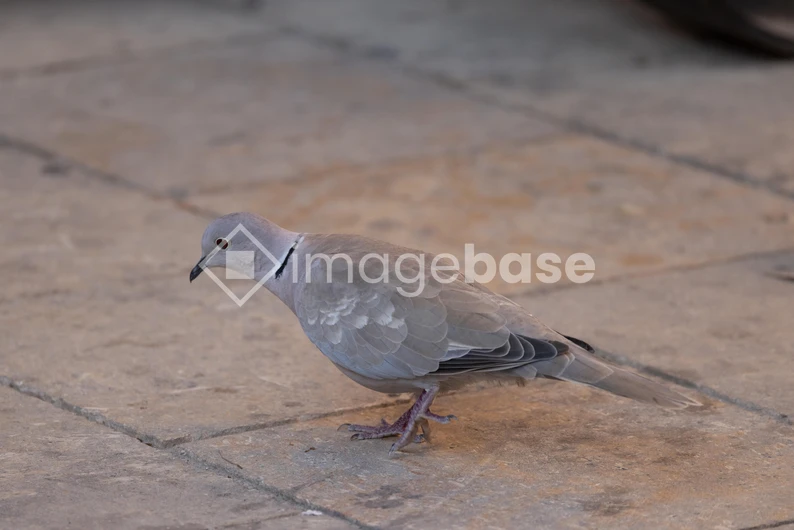 Solitary Dove on Stone Pavement
