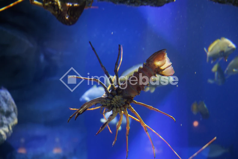 Underwater Exploration