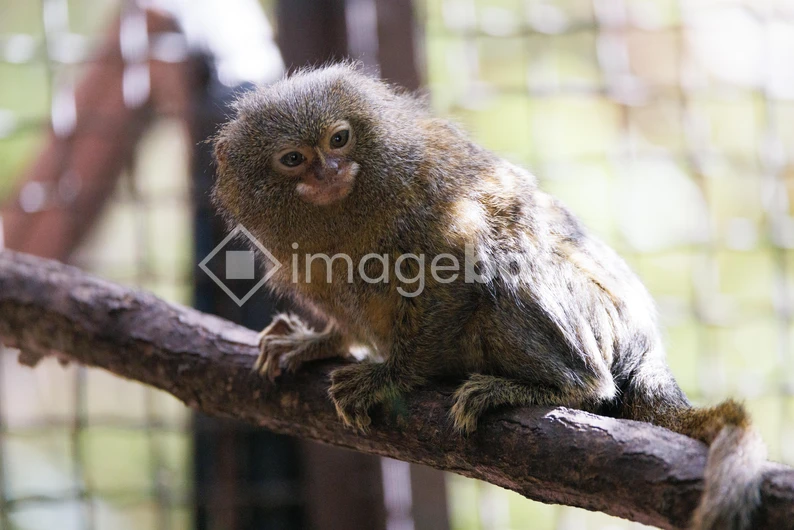 Pygmy Marmoset on a Branch