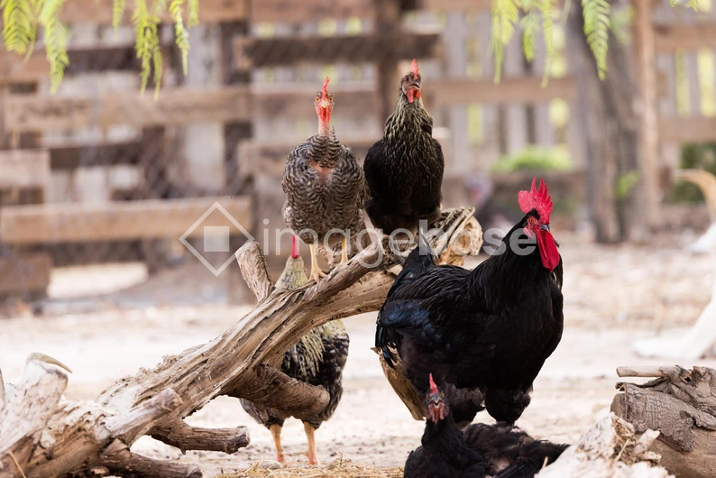 Chickens on a Farm
