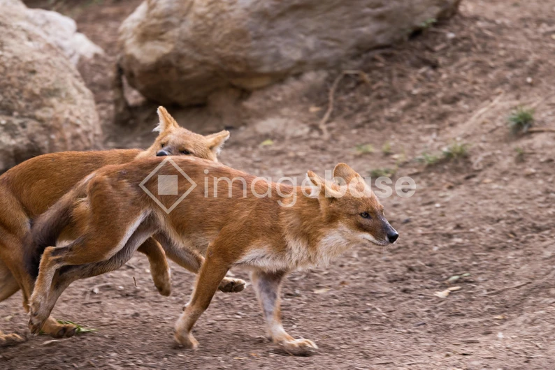 Wild Canines in Motion
