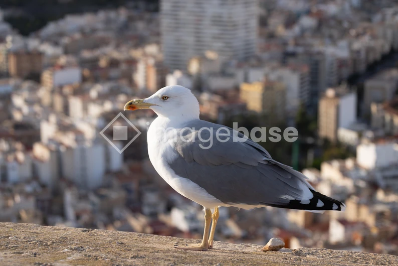 Seagull Overlooking City