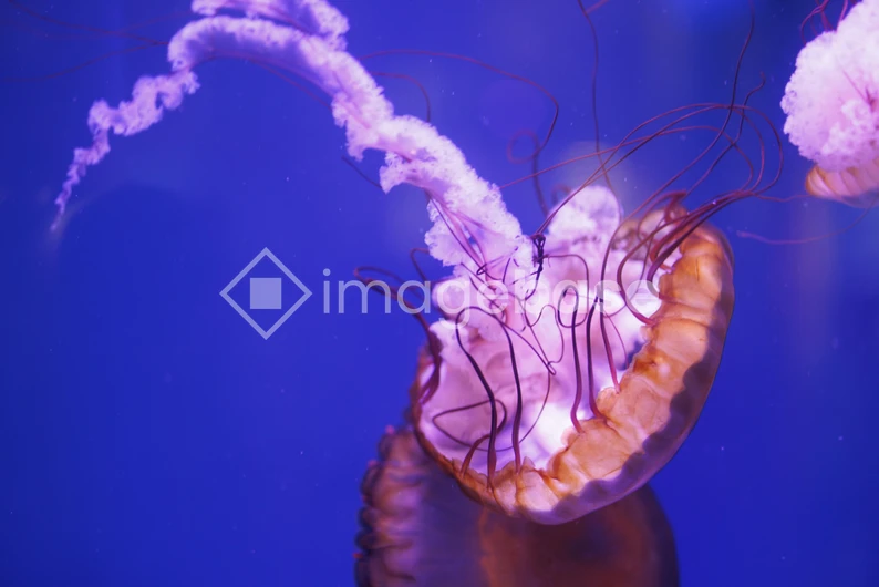 Mesmerizing Jellyfish