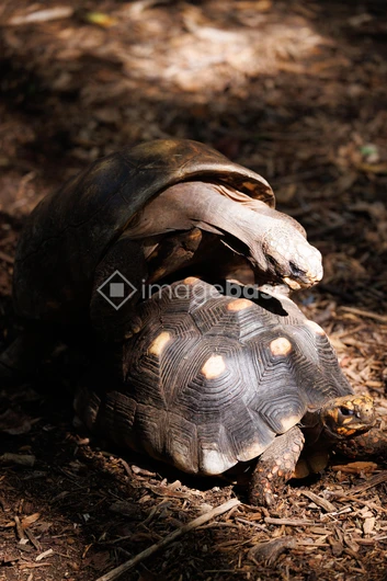 Tortoises in Nature