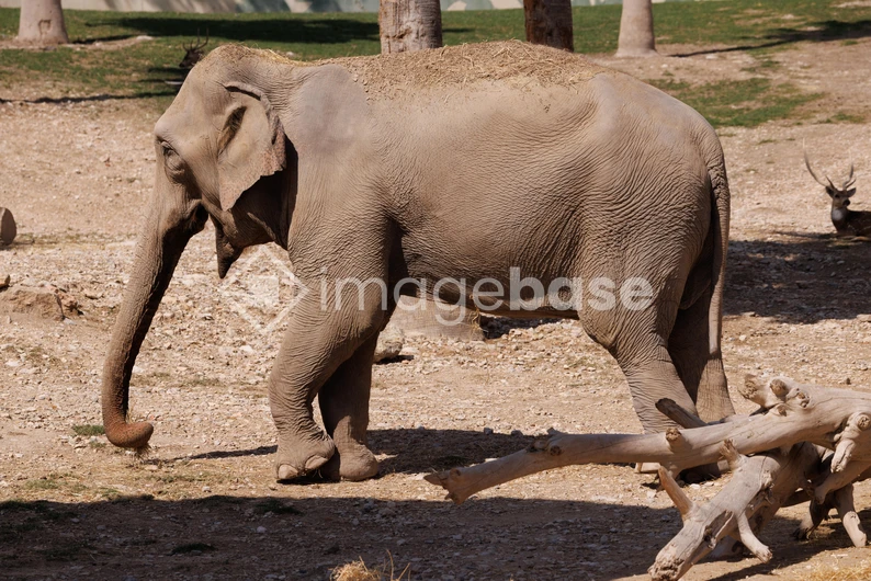 Elephant in Natural Habitat