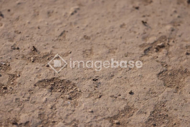 Close-up of Textured Ground