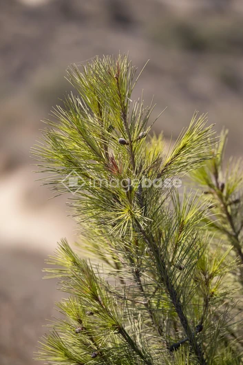 Pine Branch Close-Up