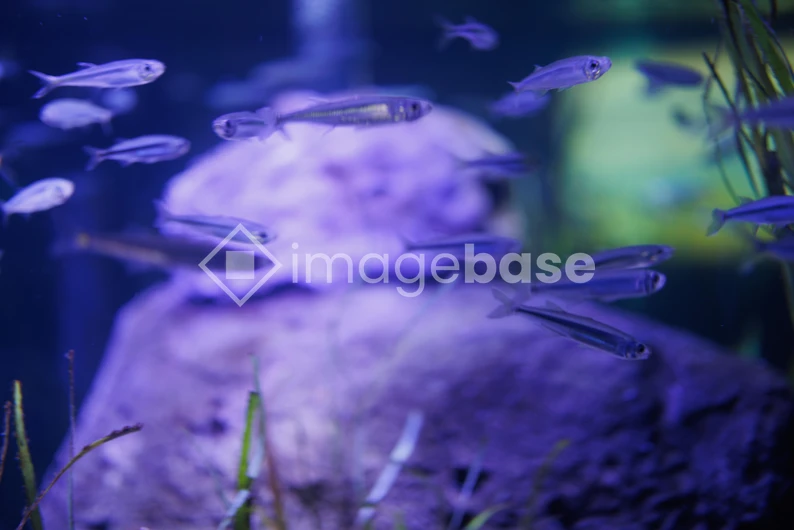 Underwater Scene with Fish