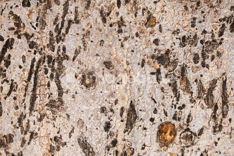 Detailed Tree Bark Texture