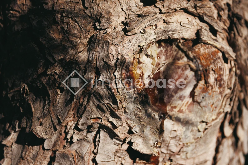 Tree Bark Texture