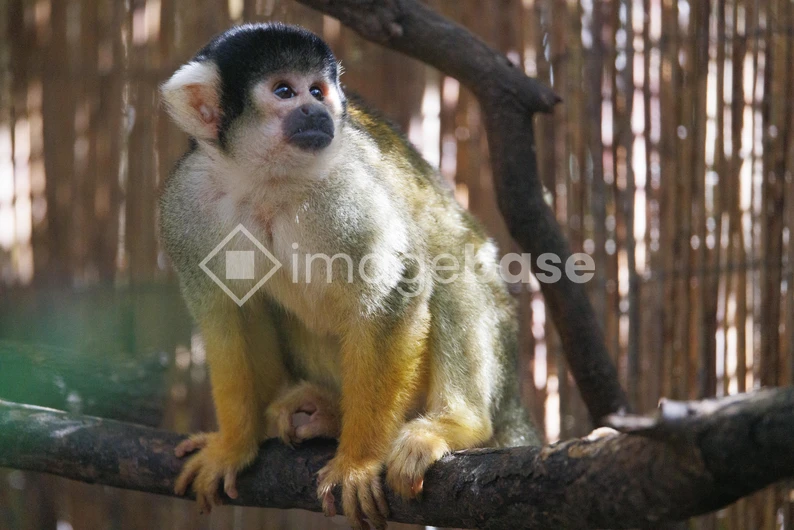 Squirrel Monkey on a Branch