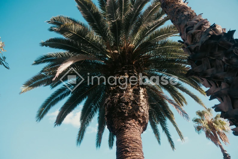 Majestic Palm Tree