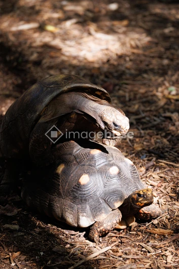 Tortoises in Nature