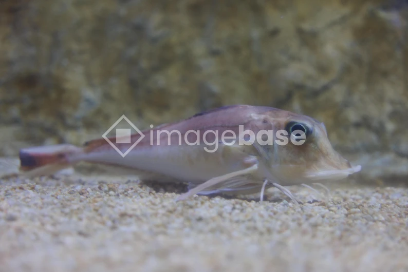 Aquarium Fish