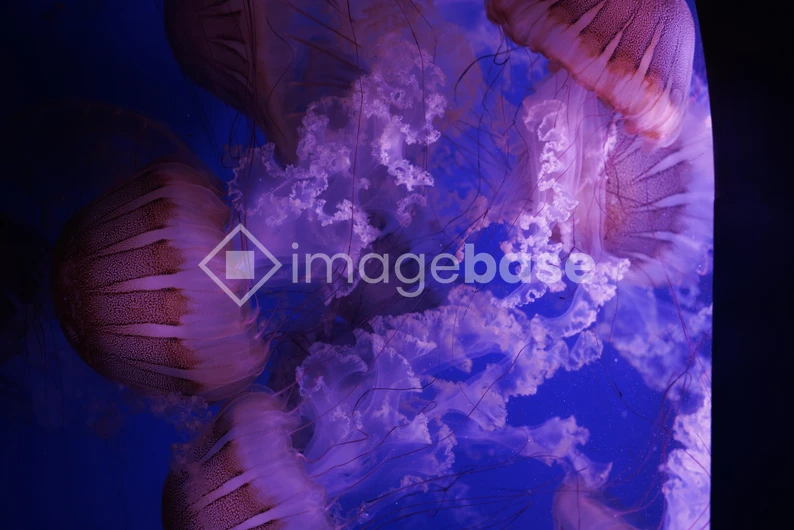 Underwater Elegance