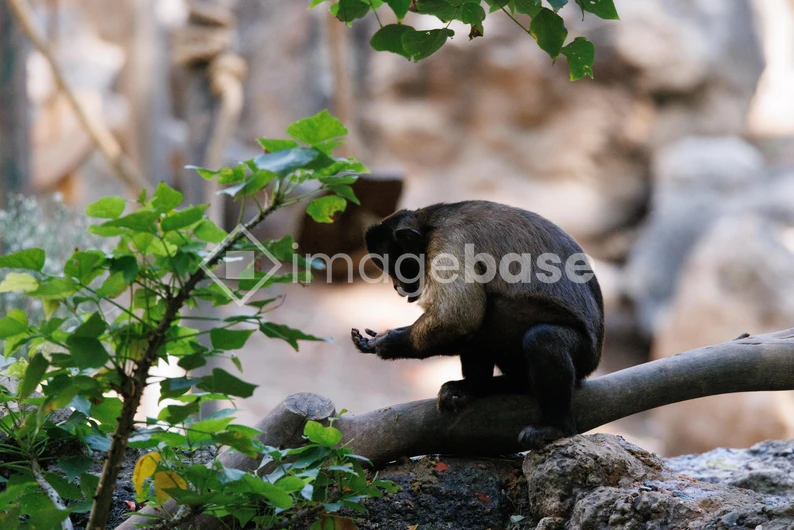 Monkey in Natural Habitat