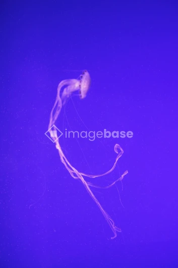 Ethereal Jellyfish in Deep Blue