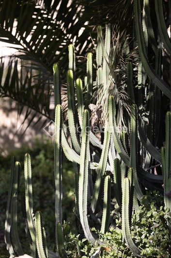 Cactus Garden