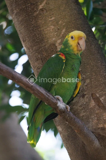 Perched Parrot