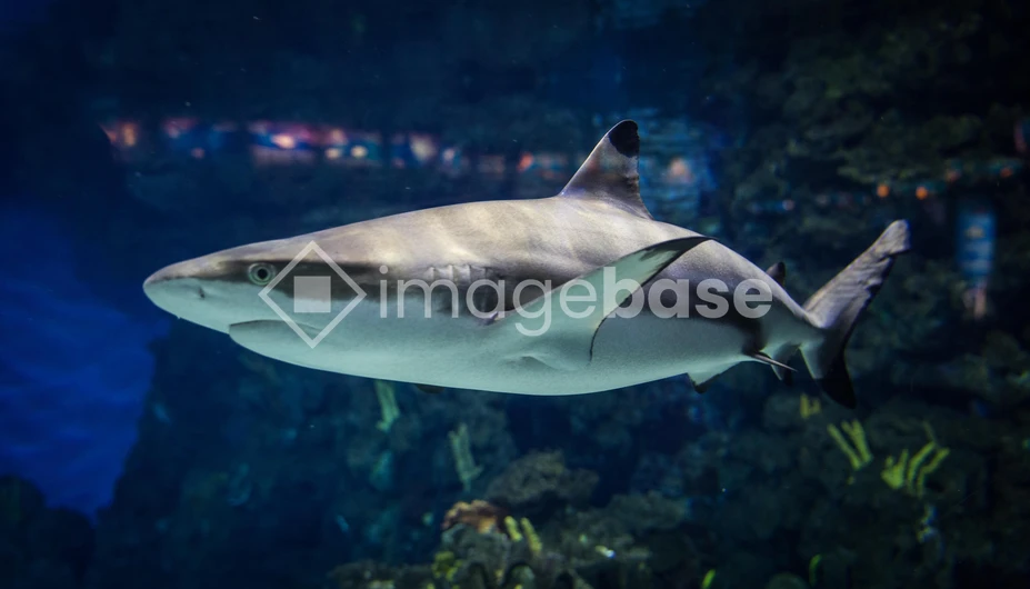 Shark in Ocean