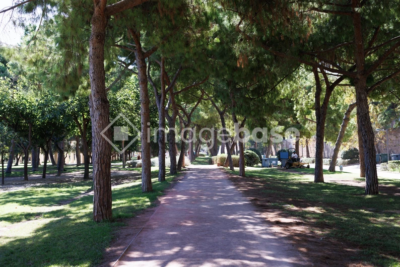 Serene Tree-Lined Pathway