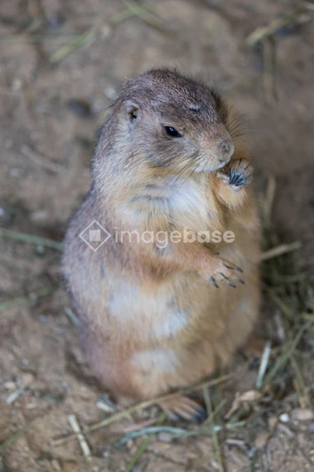 Prairie Dog in Natural Habitat