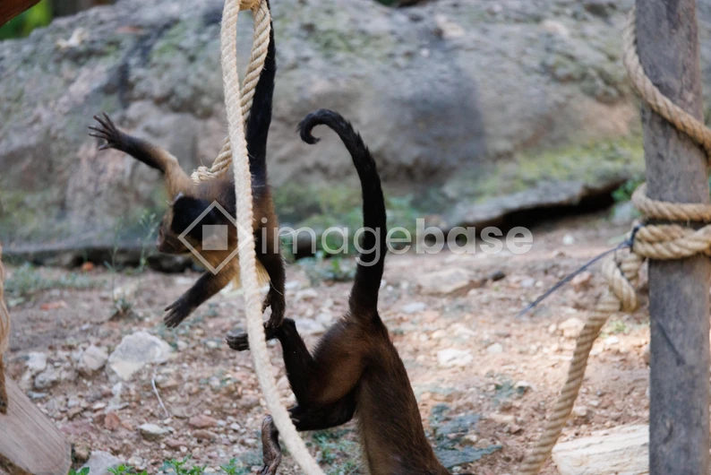 Playful Monkeys in Action