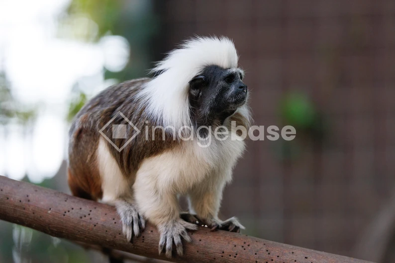 Tamarin on a Branch