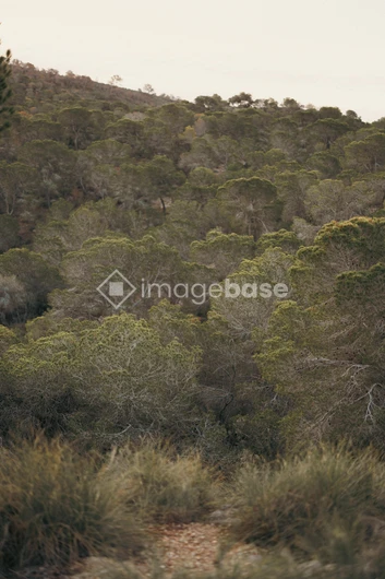 Serene Forest Landscape