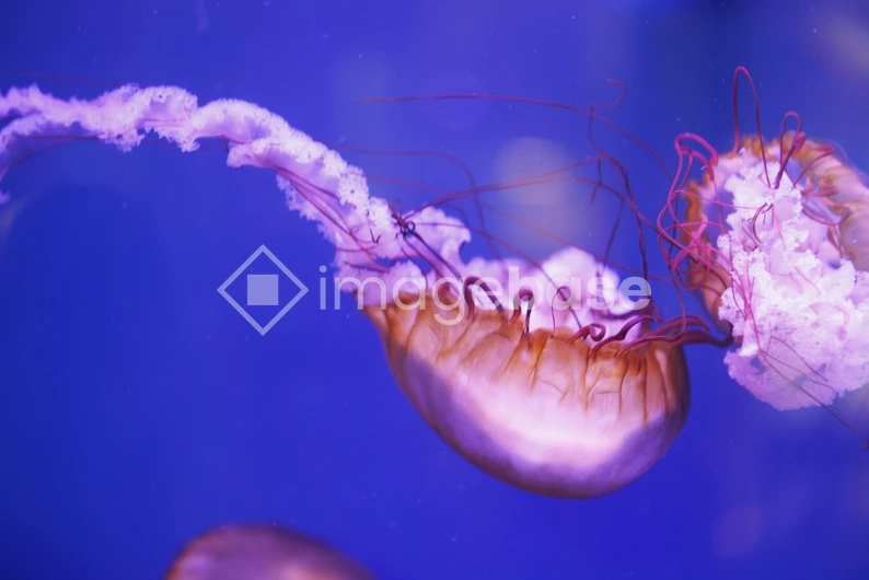Graceful Jellyfish