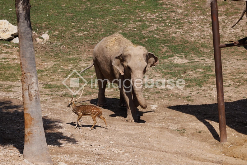 Elephant and Deer in Wildlife Habitat