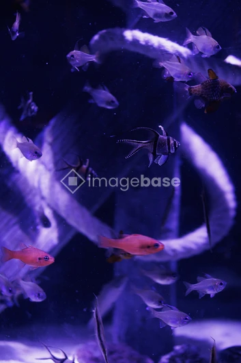 Aquarium Scene