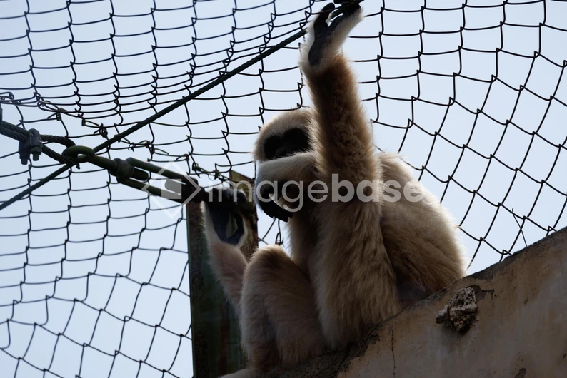 Gibbon Behind the Mesh